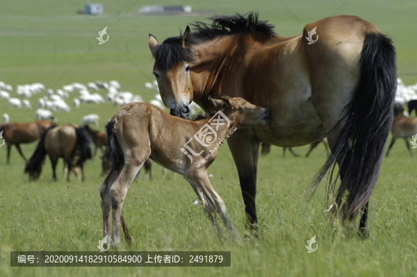 草原上的馬與馬駒