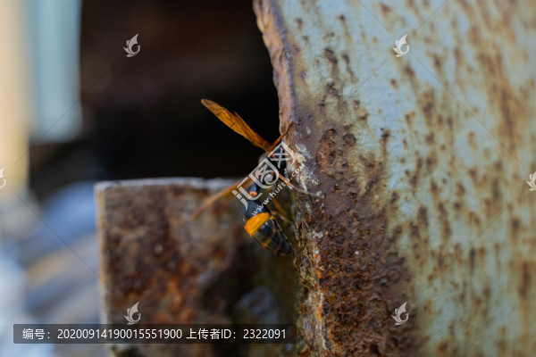 生銹管道上的黃蜂馬蜂
