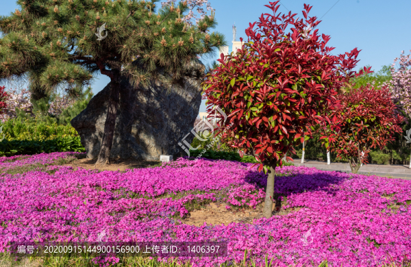 紫色芝櫻花