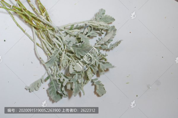 銀葉菊