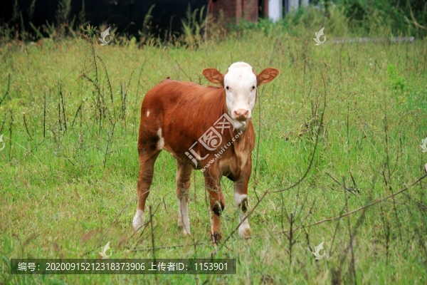 小黃牛