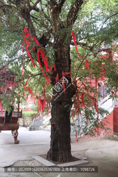 寺廟里的老槐樹(shù)