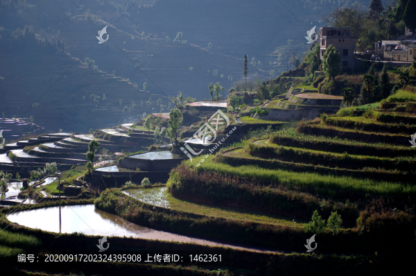 紅河梯田