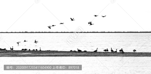 海鷗