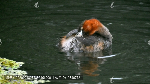 斑背潛鴨