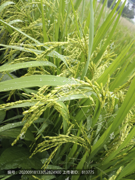 雨天秋稻稻穗