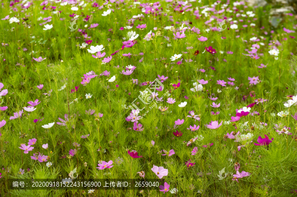 綠植花卉背景