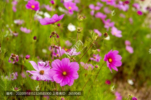 綠植花草