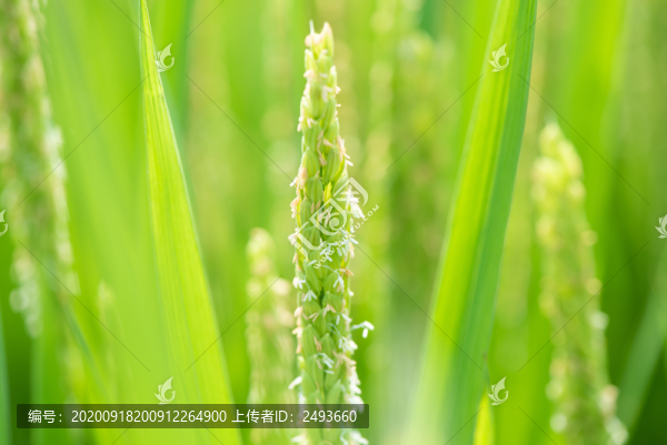 水稻稻花香特寫(xiě)