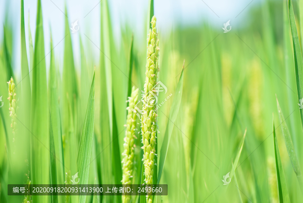 水稻稻花香