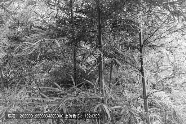 黑白竹林