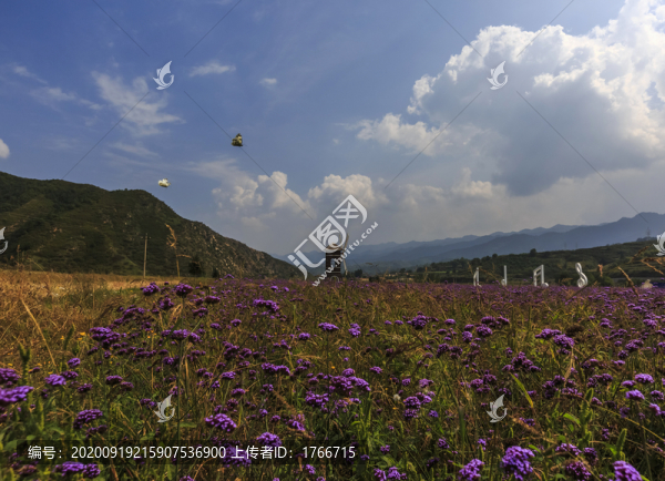 中國山西交城相約薰衣草莊園風光