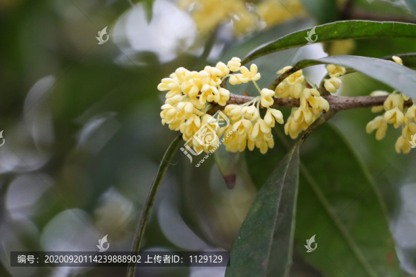 桂花
