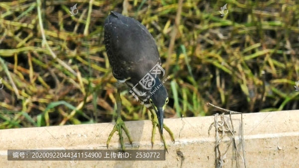 綠鷺