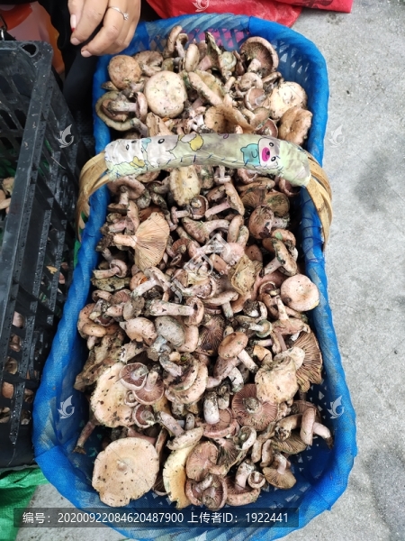一籃子野生烏樅菌