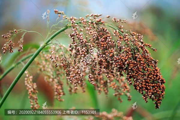 高粱穗子