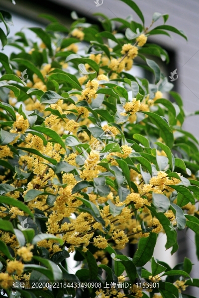金桂花