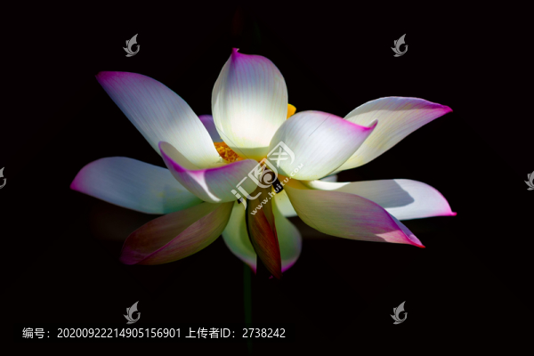 特效荷花