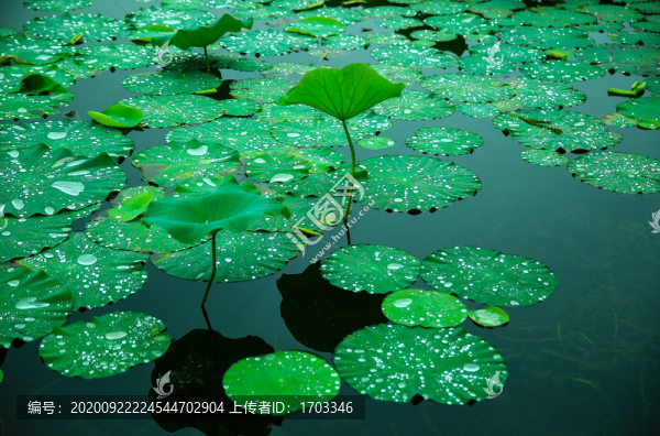 雨后荷塘