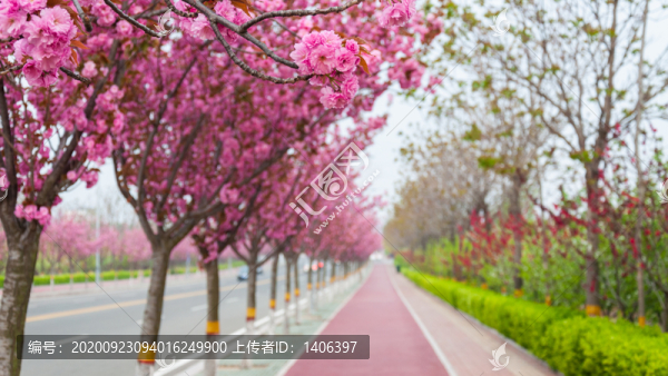 開滿櫻花的街道