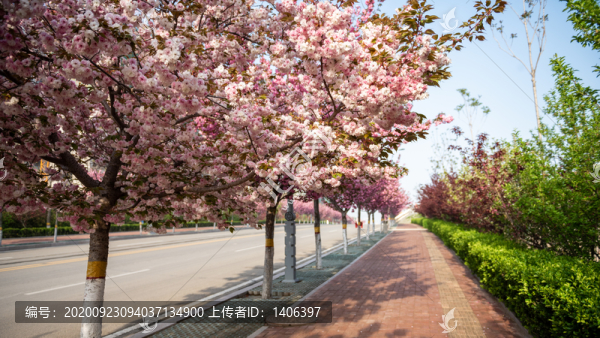 開滿櫻花的道路