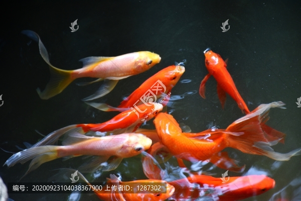 金魚