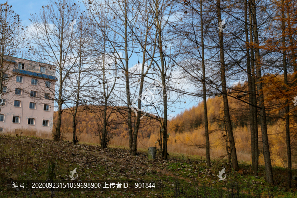重慶巫山梨子坪森林公園