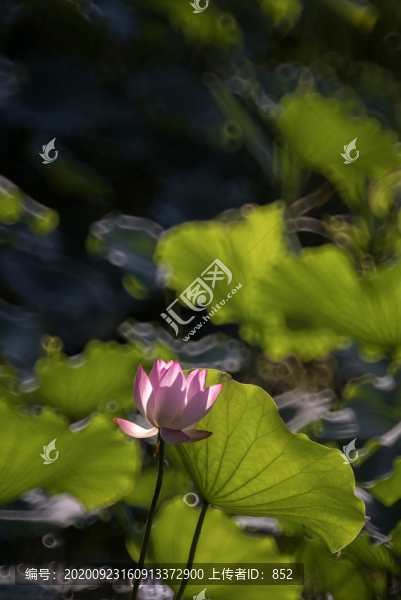 荷花