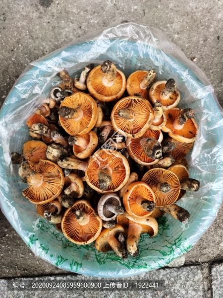 菌子