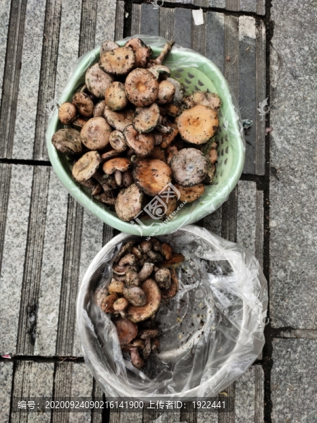 野生樅菌