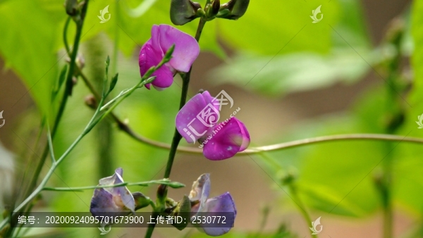 扁豆花
