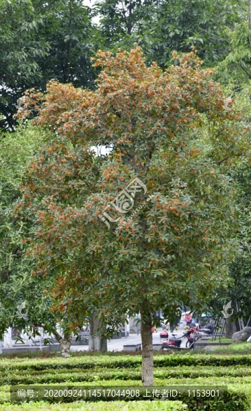 桂花樹