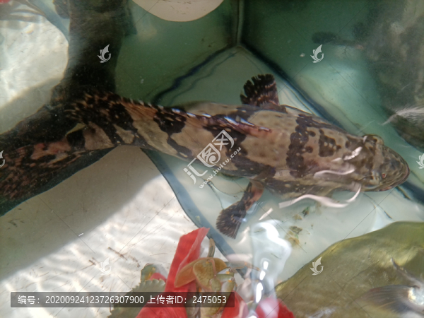 龍膽石斑魚