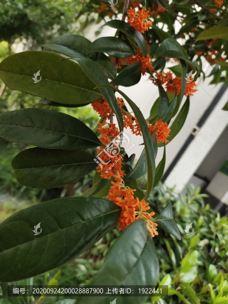金桂