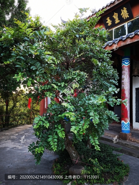 馬桑樹