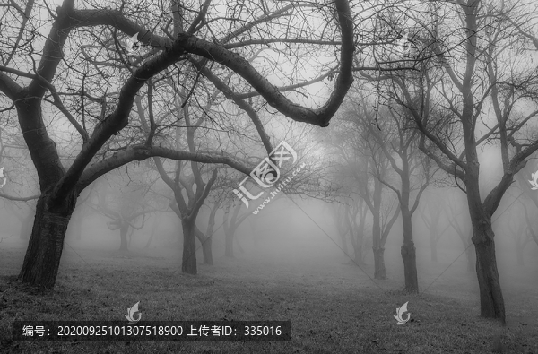 森林云霧