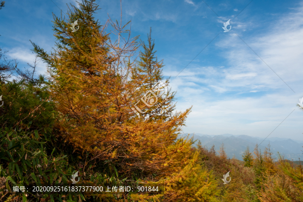 重慶市巫山梨子坪森林公園