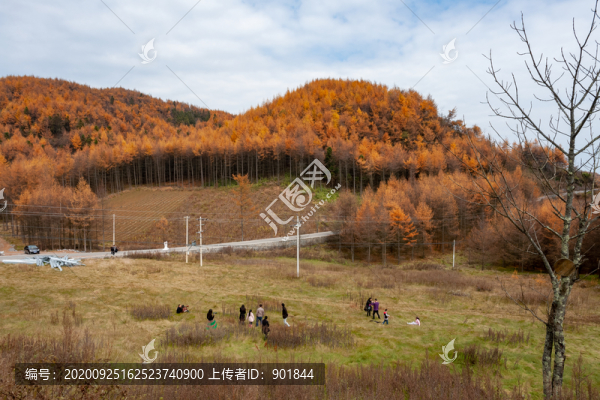 重慶巫山梨子坪森林公園