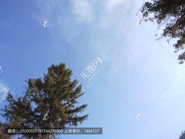 天空與樹
