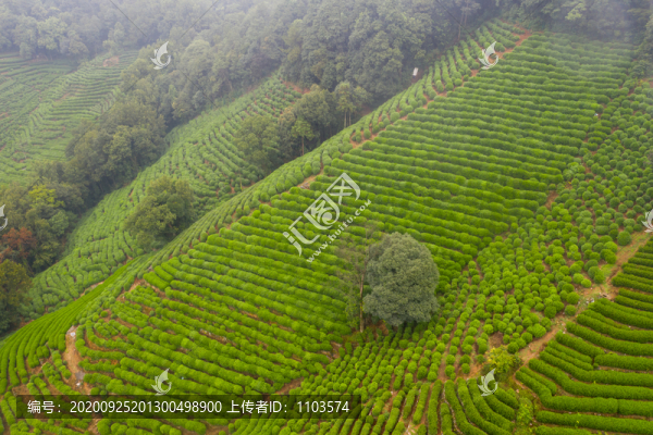 無人機航拍杭州龍井村07