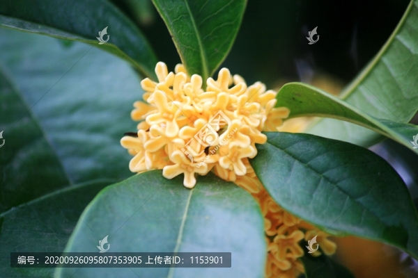 金桂開花
