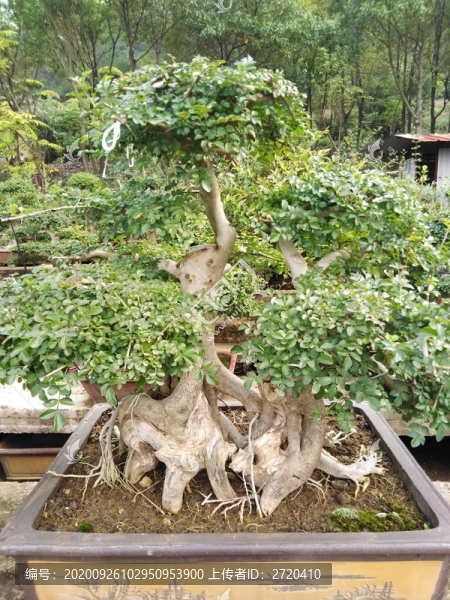 對(duì)節(jié)樹