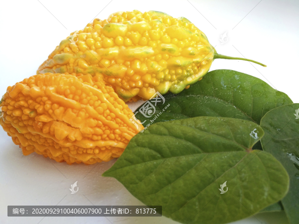 金鈴子素材