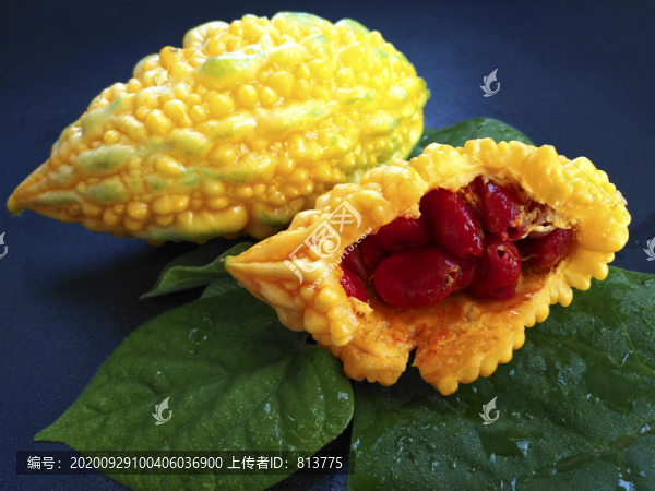 綠色果實(shí)金鈴子