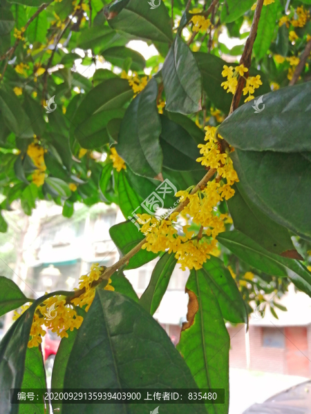 桂花