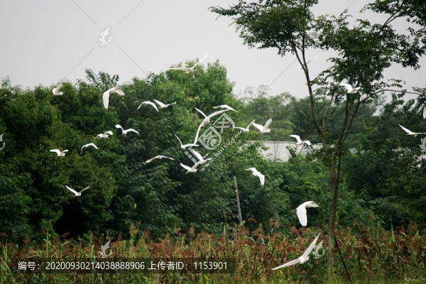白鷺飛翔