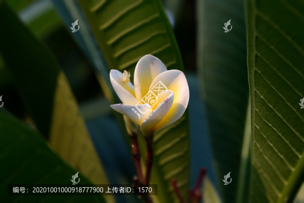 開(kāi)放的雞蛋花