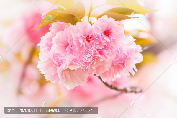 粉色晚櫻