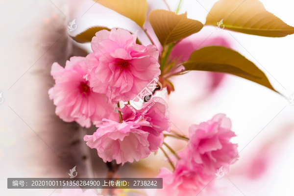 粉色晚櫻