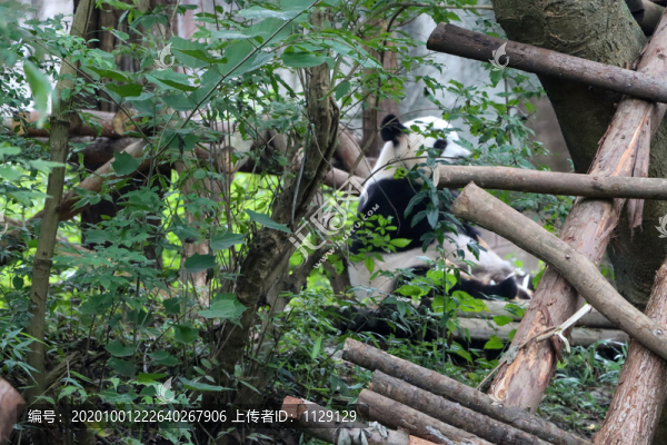 熊貓